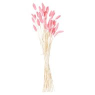 Dried Pale Pink Bunny Tail Grass – Bunch of 40