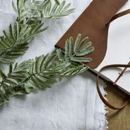 Silver Wattle Leaf Stem