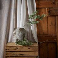 Silver Wattle Leaf Stem