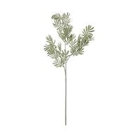 Silver Wattle Leaf Stem