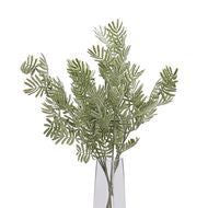 Silver Wattle Leaf Stem