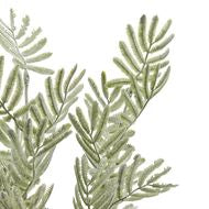 Silver Wattle Leaf Stem