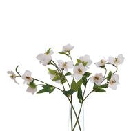 Natural Garden Collection Pale Apricot Hellebore Stem