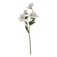 Natural Garden Collection Pale Apricot Hellebore Stem