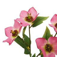 Natural Garden Collection Pink Variegated Hellebore Stem