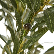 Apulia 210cm Olive Tree in White Pot