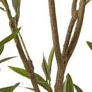Apulia 210cm Olive Tree in White Pot