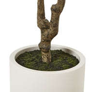 Apulia 210cm Olive Tree in White Pot