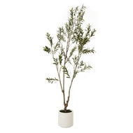 Apulia 210cm Olive Tree in White Pot