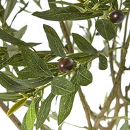Apulia 240cm Olive Tree in White Pot