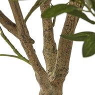 Apulia 240cm Olive Tree in White Pot