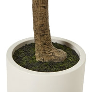 Apulia 240cm Olive Tree in White Pot