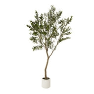 Apulia 240cm Olive Tree in White Pot