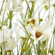 Large White Meadow Plant in Decorative Pot