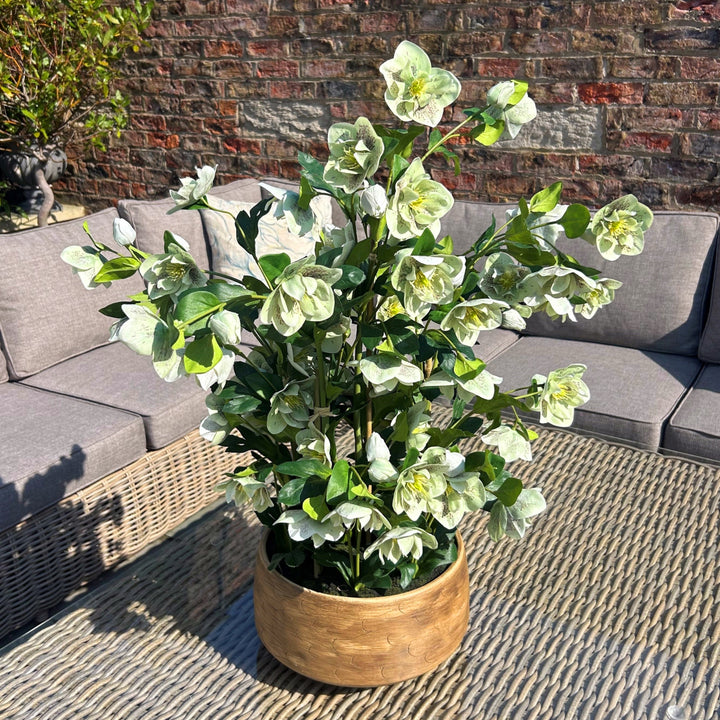 Large Green Hellebore Plant in Taupe Pot
