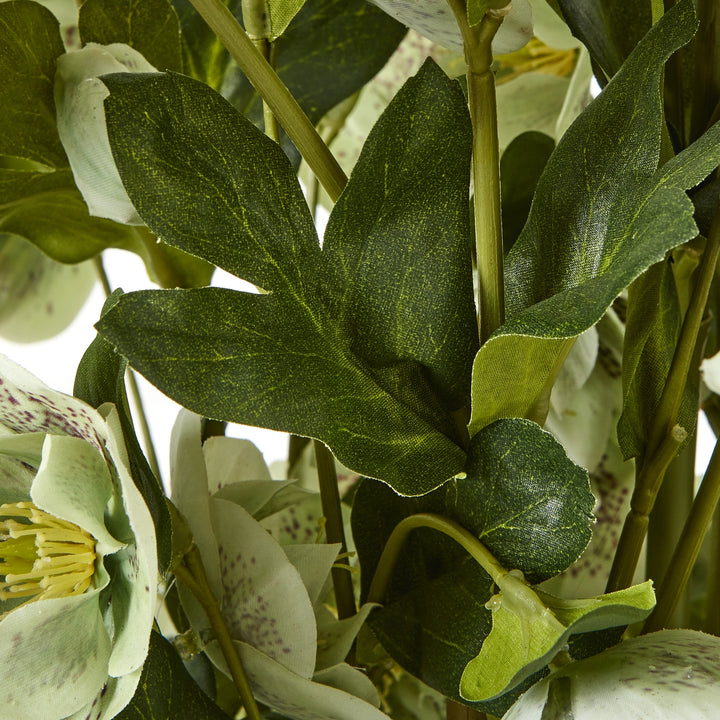 Large Green Hellebore Plant in Taupe Pot