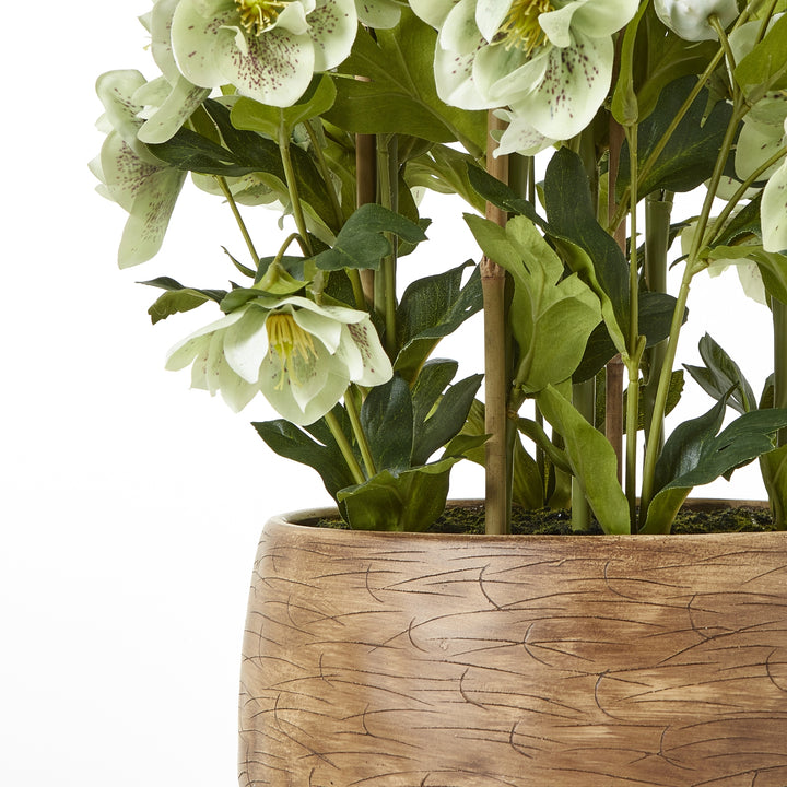 Large Green Hellebore Plant in Taupe Pot