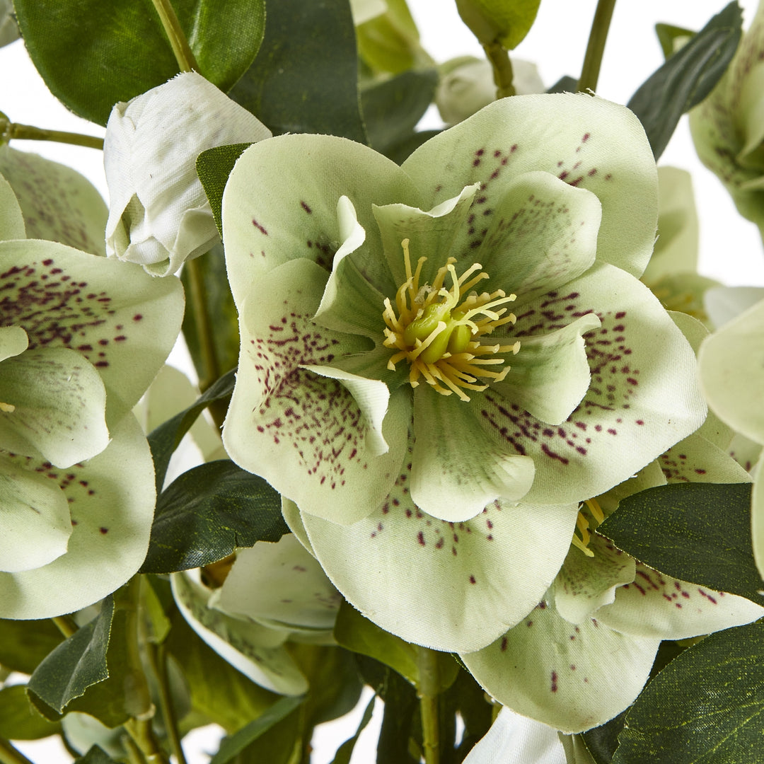 Large Green Hellebore Plant in Taupe Pot