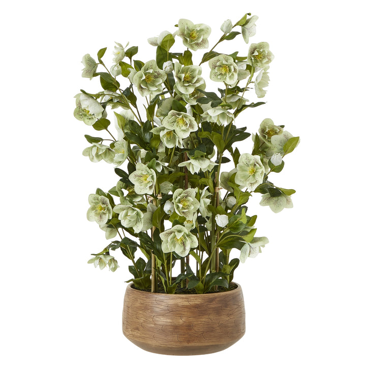 Large Green Hellebore Plant in Taupe Pot