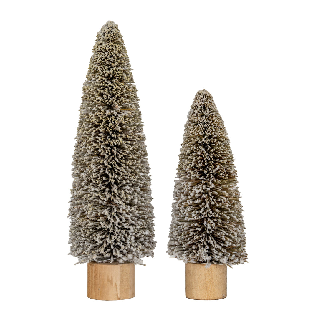 Medium-Cone-Brush-Tree