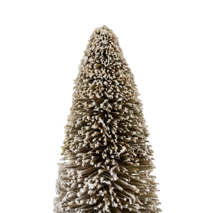 Large-Cone-Brush-Tree