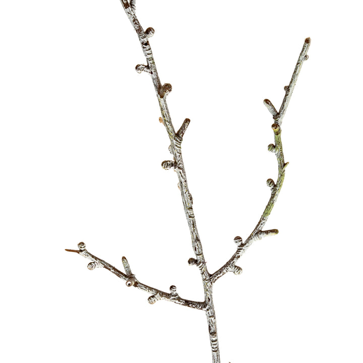 Snowy-Winter-Woodland-Branch