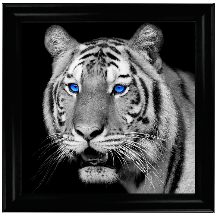 AN005 Blue Eyed Tiger