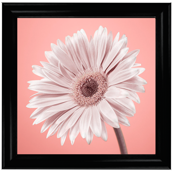 FL057 Single Gerbera Nude pink II