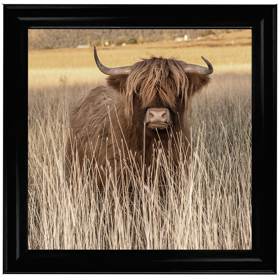 AN257 Highland Cow