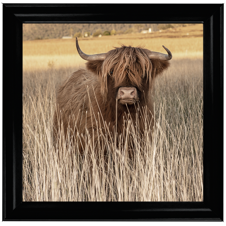 AN257 Highland Cow