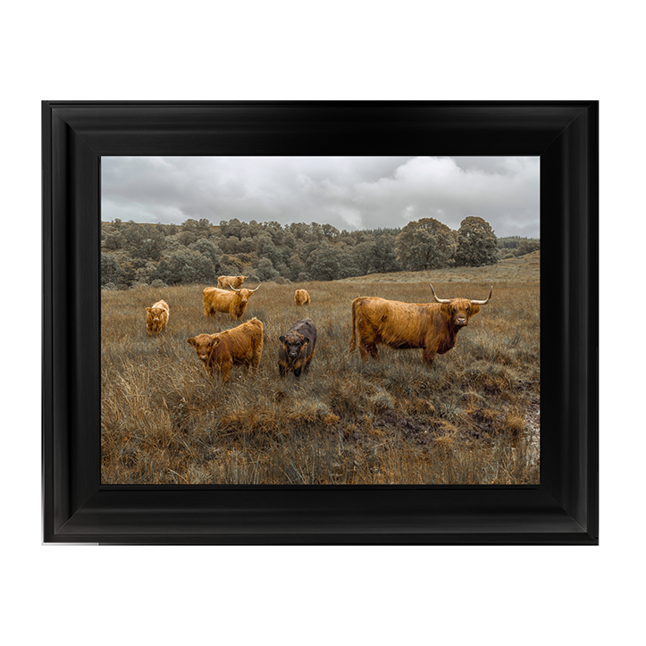 Highland Cows Colour