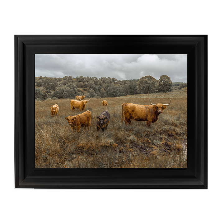 Highland Cows Colour