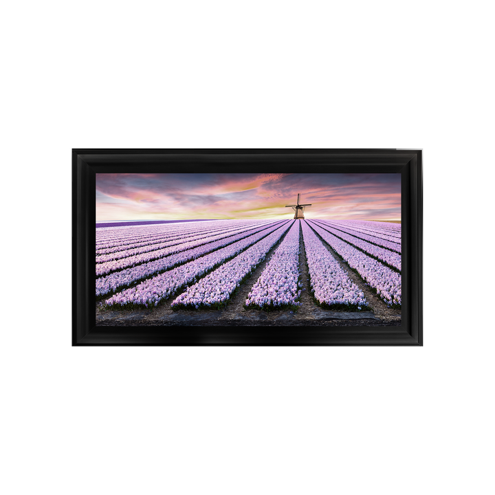 Purple Field