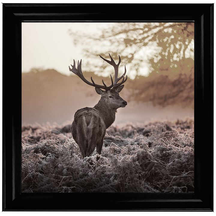 Single Stag