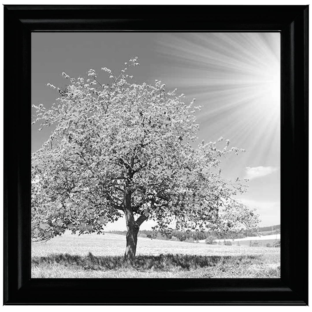 LS296 Black & White Lone Tree