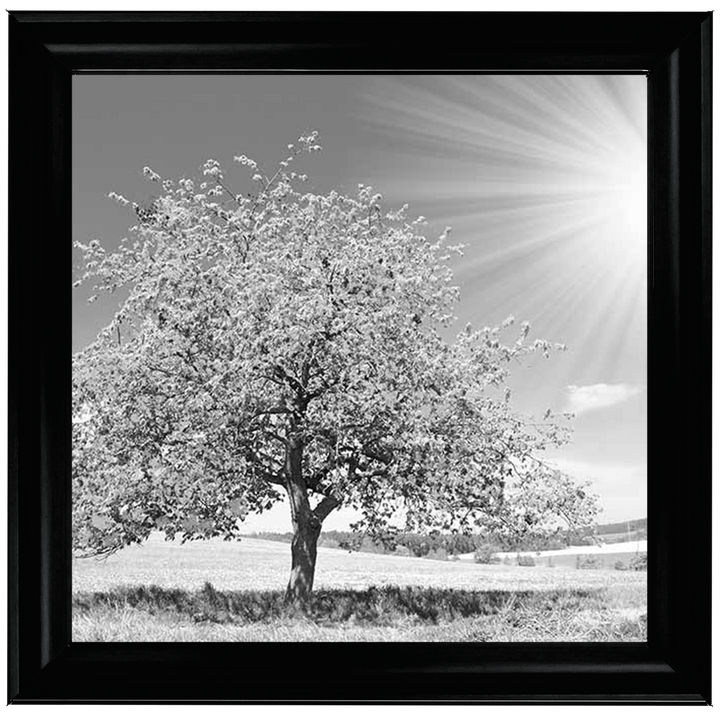 LS296 Black & White Lone Tree