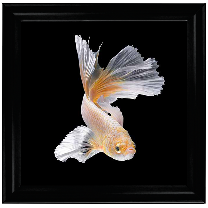 Orange & White Betta Fish |