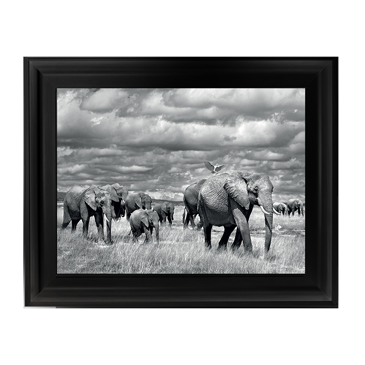 Elephants of Kenya