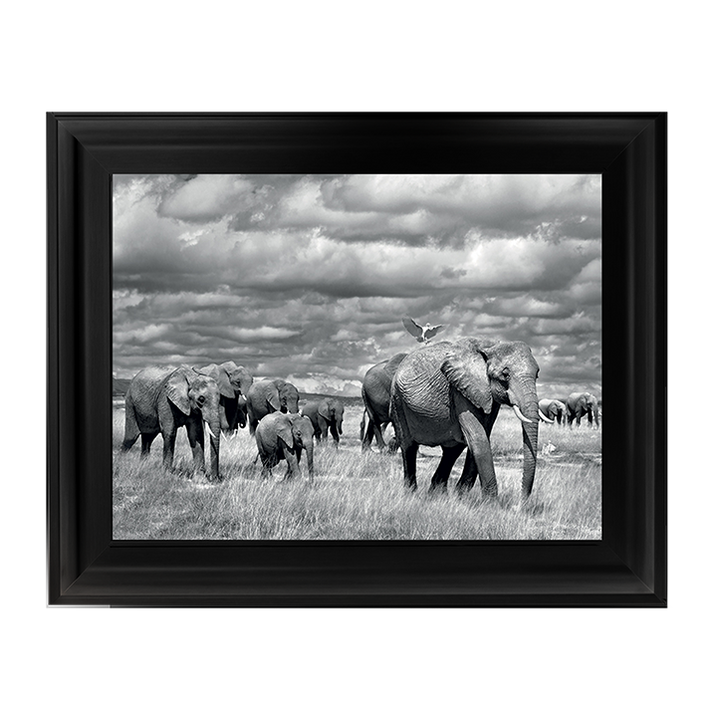 Elephants of Kenya
