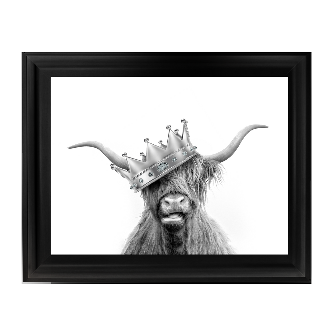Crowned Highland Cow