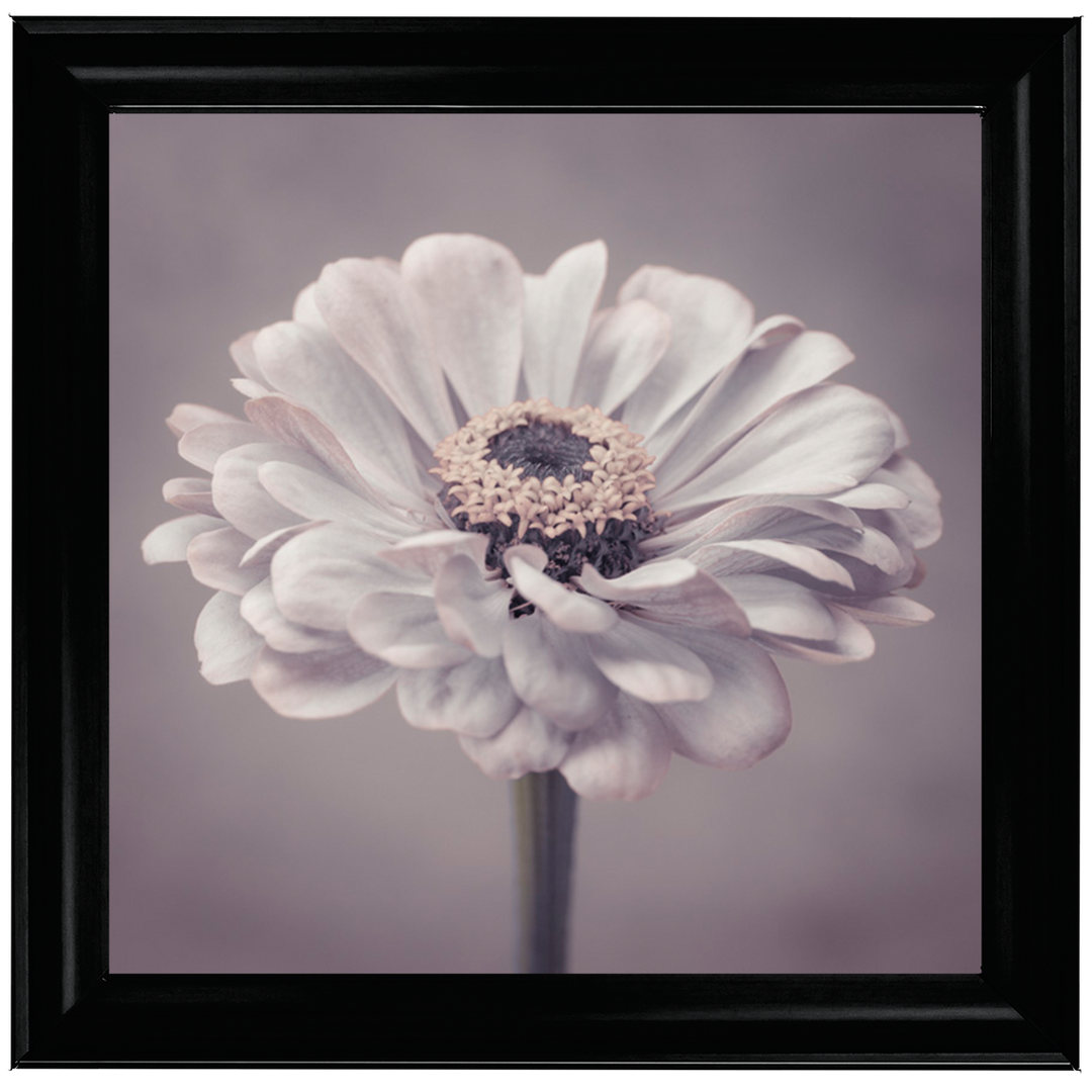 FL150 Gerbera