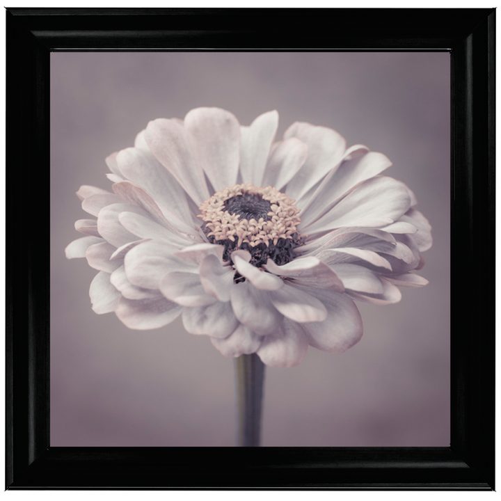 FL150 Gerbera