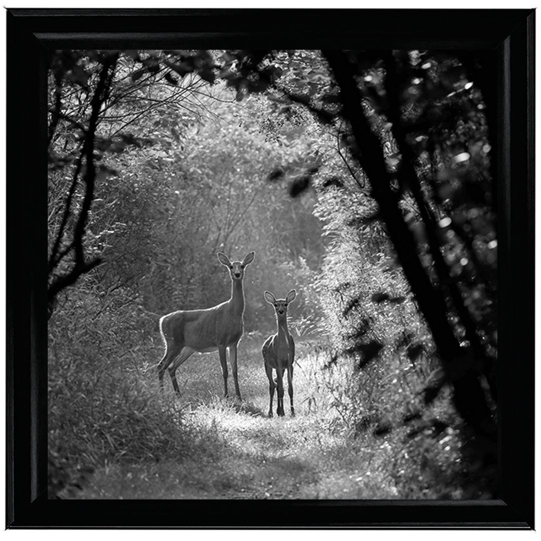 Single Deer