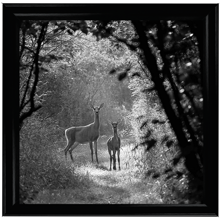 Single Deer