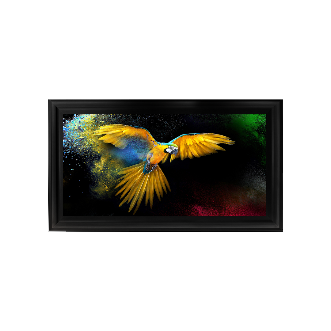 AN311 Rainbow parrot
