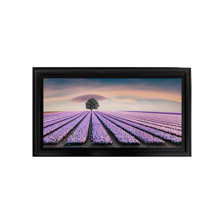 Purple Purple Field I