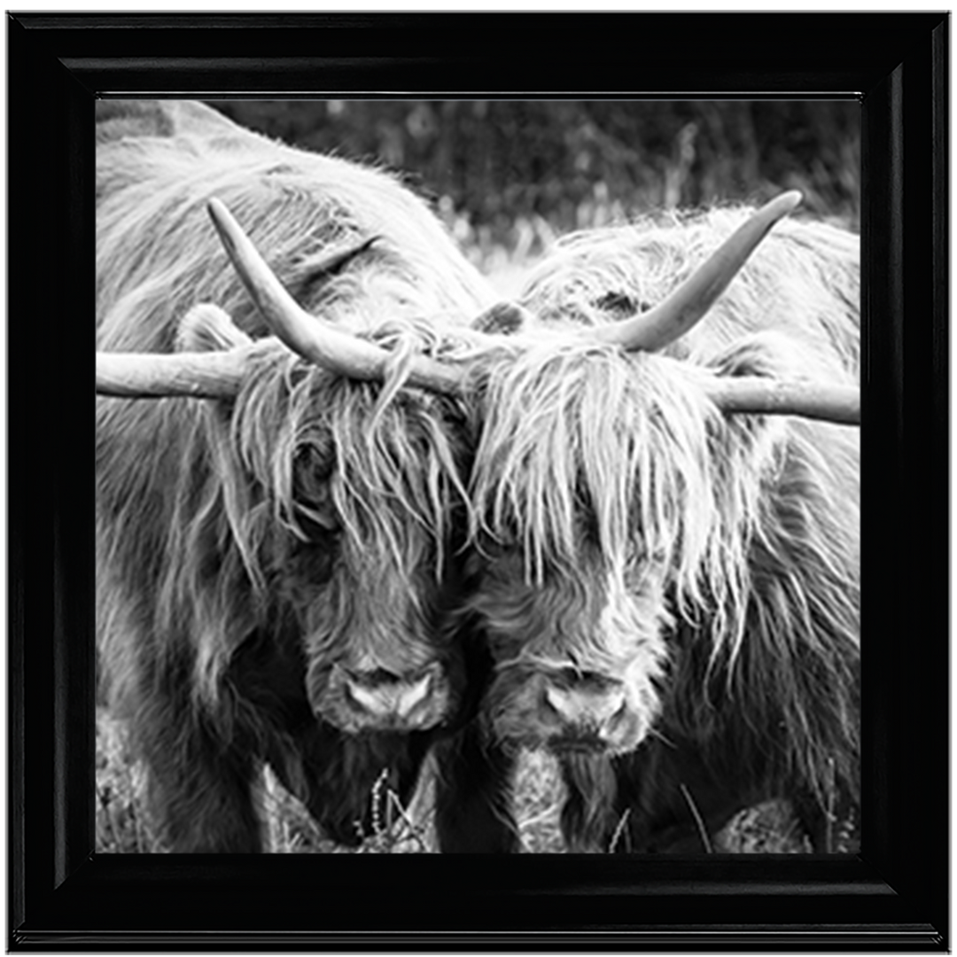 AN282 Highland Cow Love