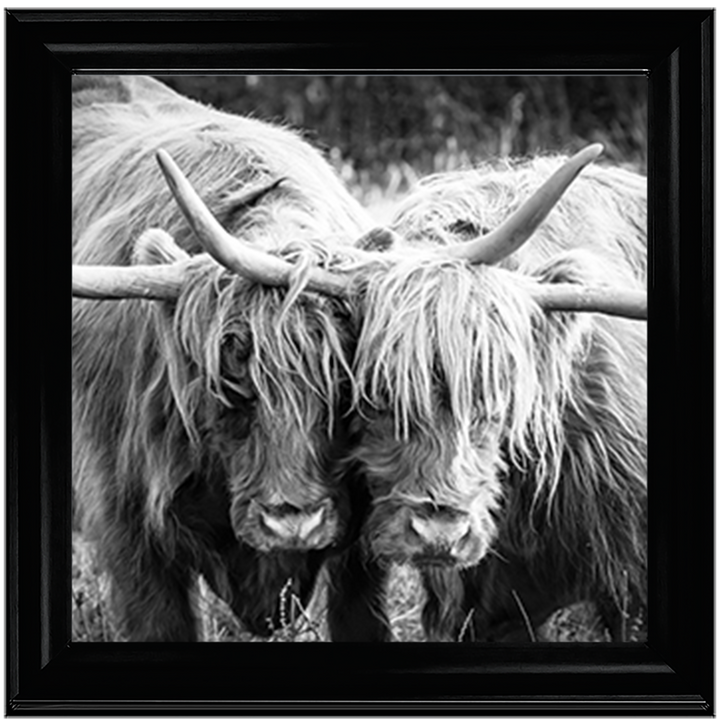 AN282 Highland Cow Love