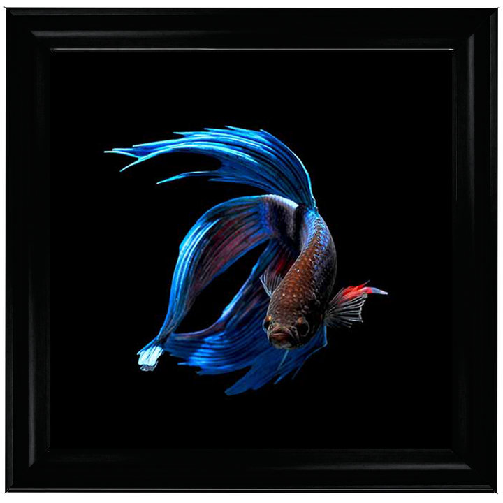 AN448 Blue & Red Betta Fish |