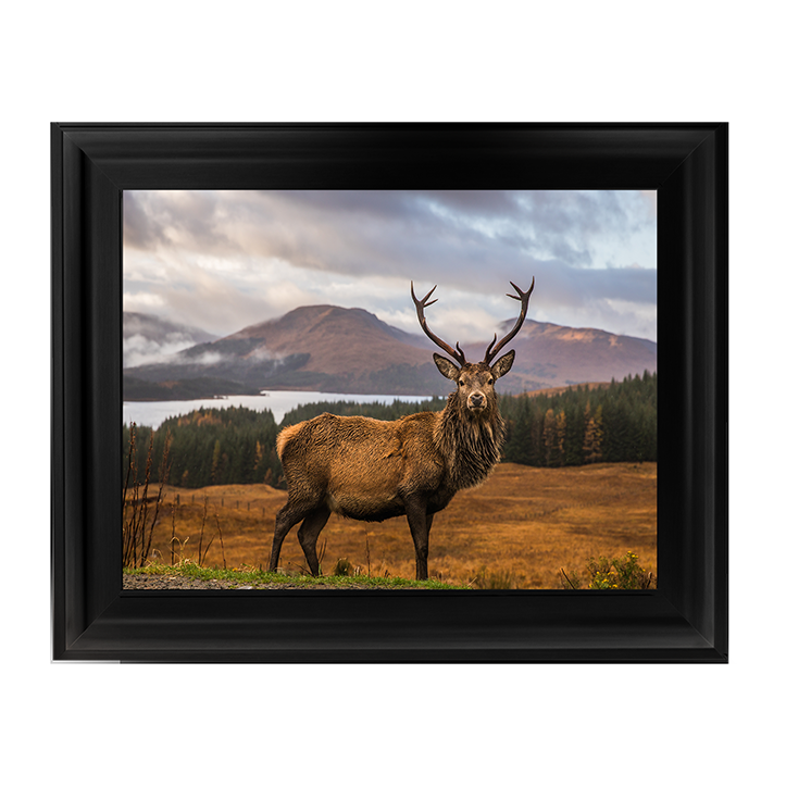 AN066 Highland Stag